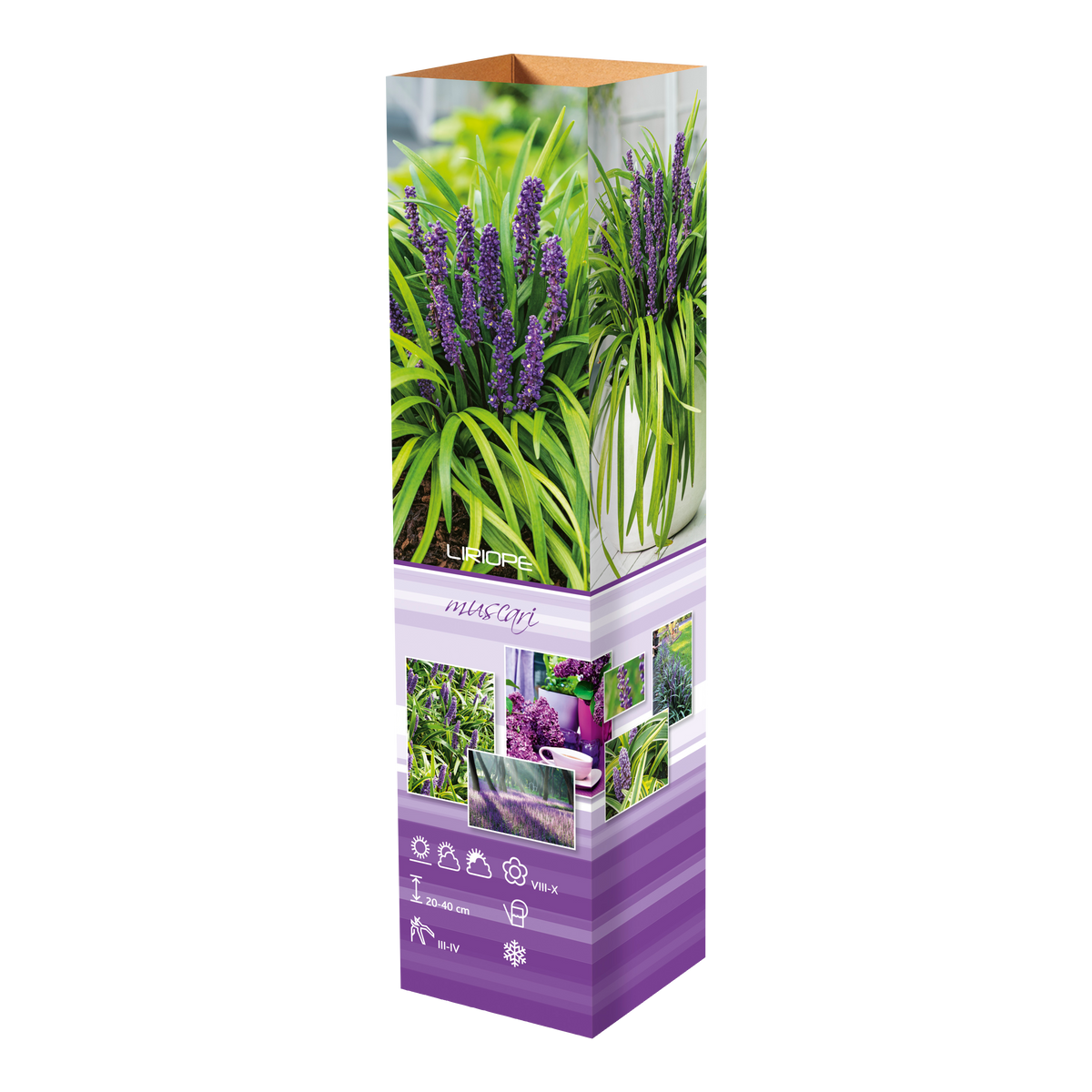 Lot de 8 graminées: 2 Pennisetum, 2 Liriopes, 2 Imperata, 2 Festuca,