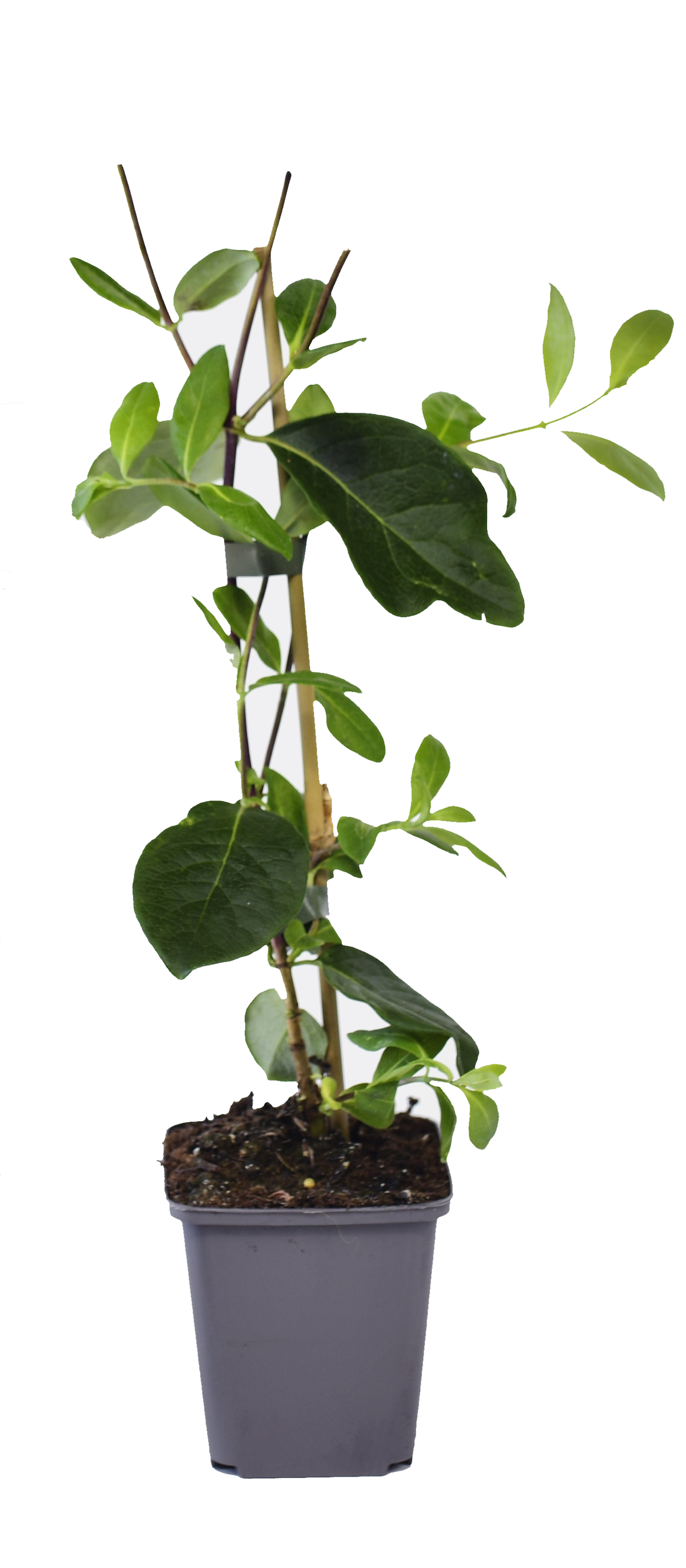 Ensemble de 8 plantes grimpantes colorées, mélange de 4 types - 2 Hydrangea petiolaris, 2 Lonicera per.'Belgica', 2 Parthenocissus quin. 'Engelmannii', 2 Clematis montana 'Rubens'