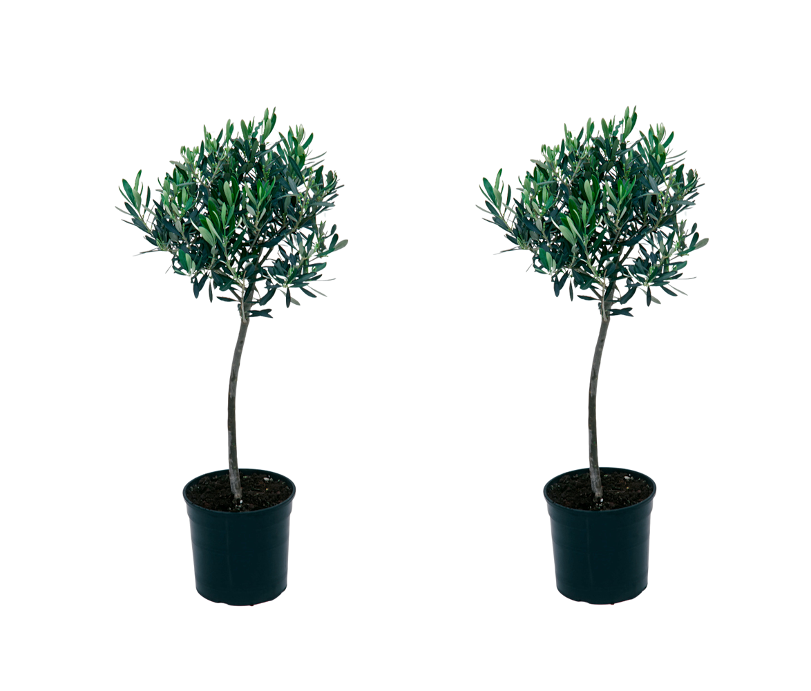 Lot de 2 oliviers taille XXL - 90–110 cm