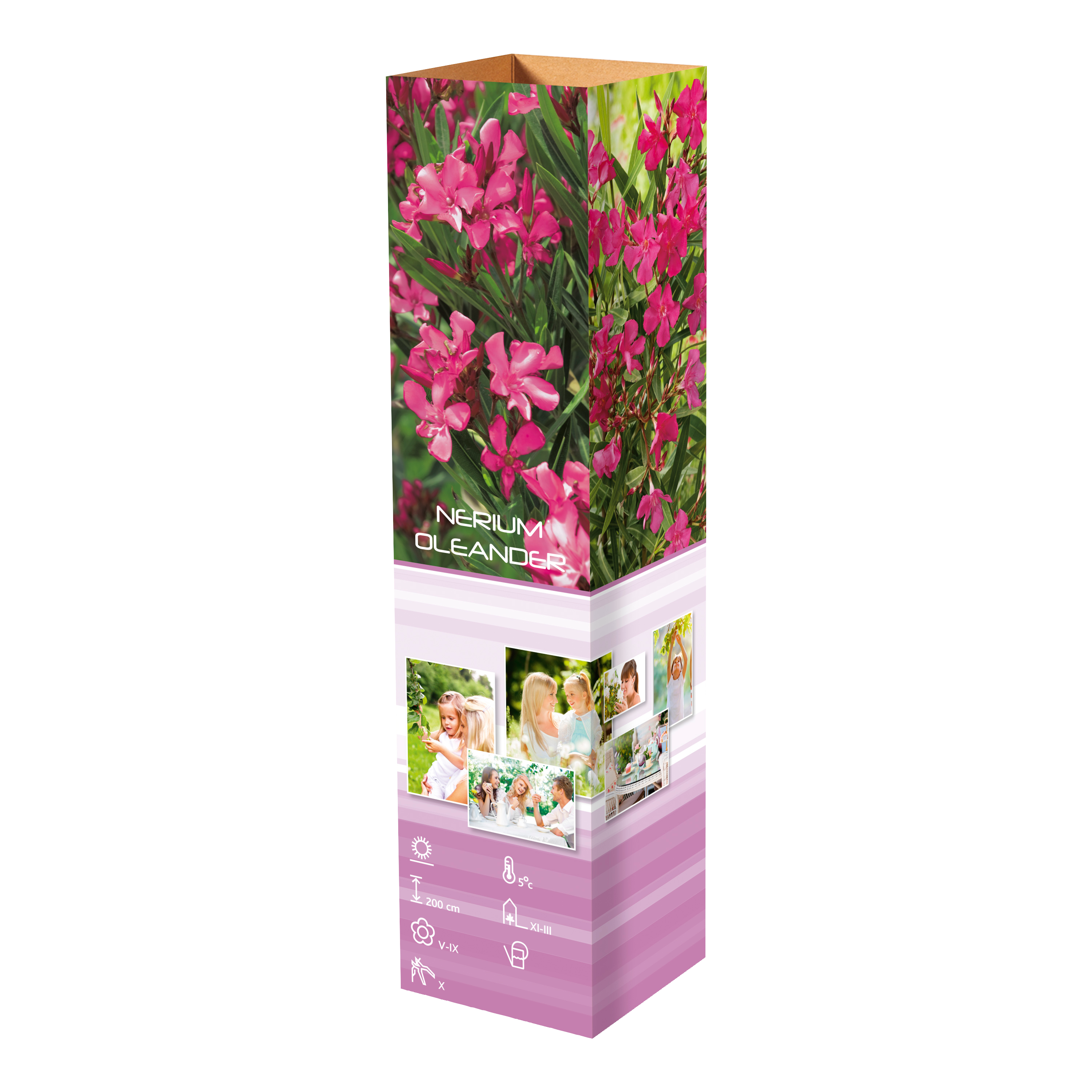 Lot de 8 lauriers roses - 4 fleurs roses et 4 fleurs blanches 25-38 cm