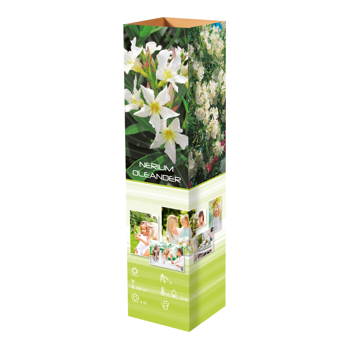 Lot de 8 lauriers roses - 4 fleurs roses et 4 fleurs blanches 25-38 cm