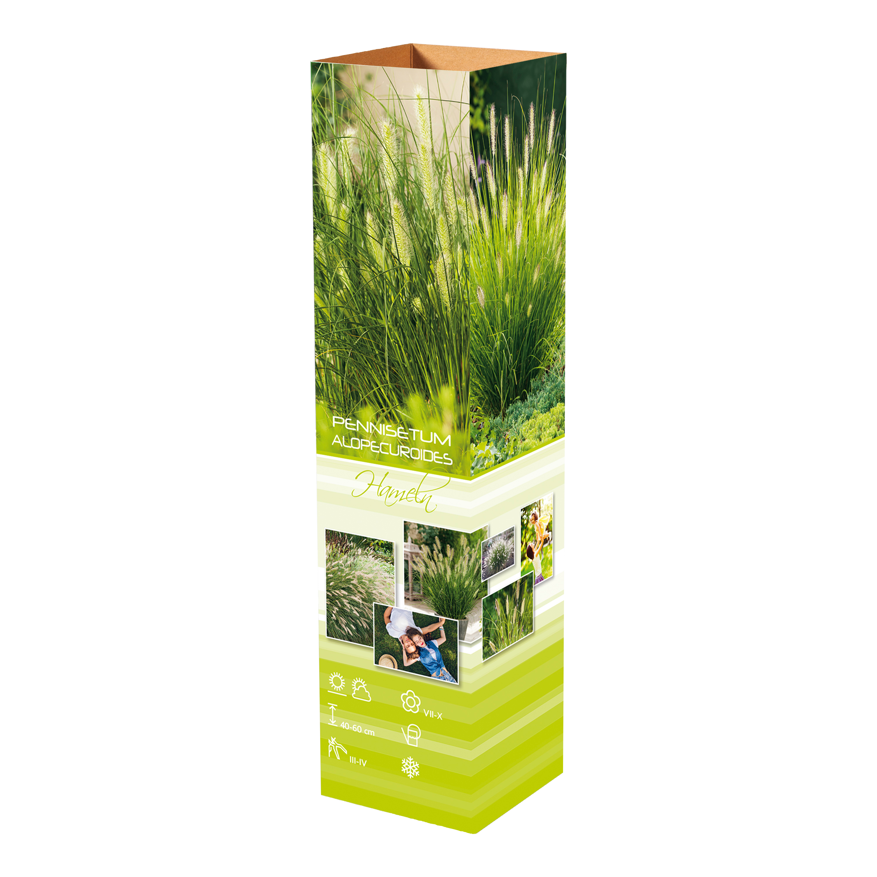 Lot de 8 graminées : 2 Stipa, 2 Pennisetum, 2 Imperata, 2 Festuca - 20-38 cm