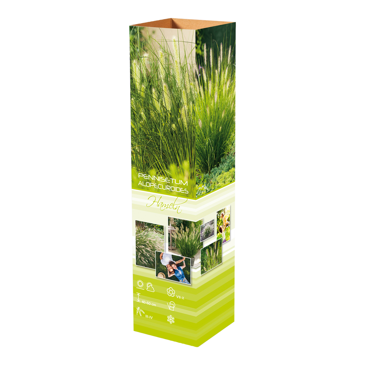 Lot de 8 plantes d´herbe aux écouvillons (Pennisetum)
