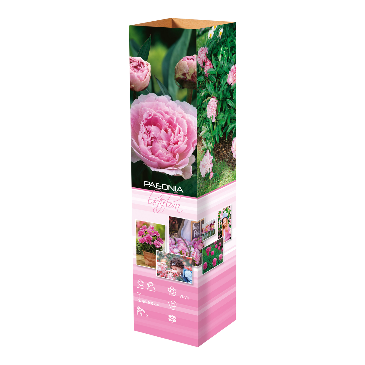 Lot de 3 pivoines: 1 rouge, 1 blanche, 1 rose