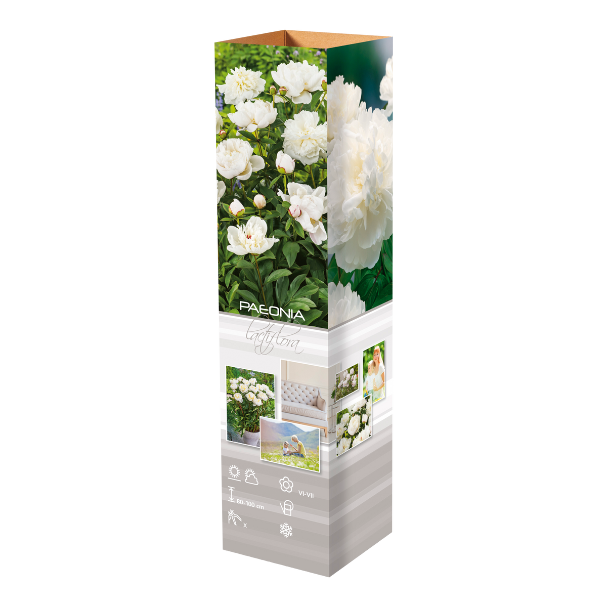 Lot de 3 pivoines: 1 rouge, 1 blanche, 1 rose
