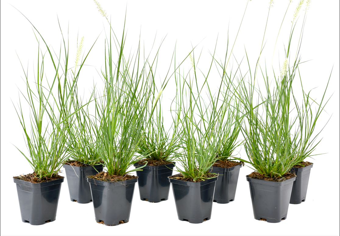 Lot de 8 plantes d´herbe aux écouvillons (Pennisetum)
