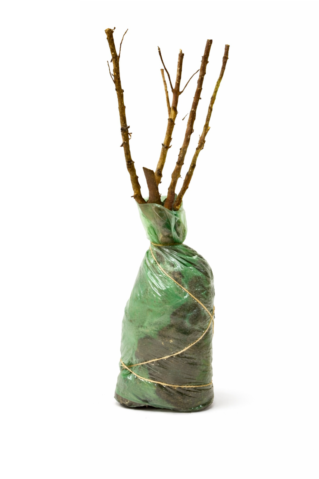 Lot de 8 arbustes d'ornement, mélange coloré pour un jardin vivant : 2 Hibiscus, 2 Weigelia, 2 Deutzia, 2 Forsythia
