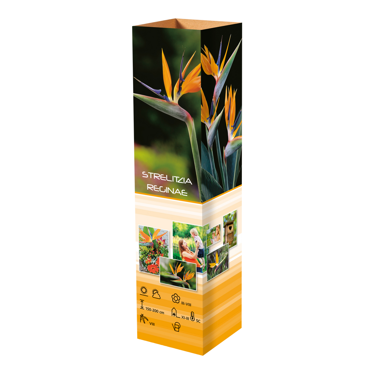 Lot de 12 plantes méditerranéennes : 2 oliviers, 2 figuiers, 2 citronniers, 2 orangers, 2 lauriers roses, 2 oiseaux du paradis - 25-38 cm