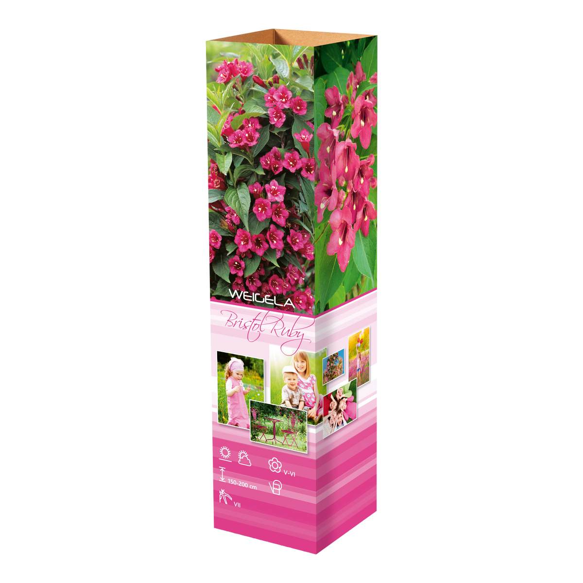 Lot de 8 arbustes d'ornement, mélange coloré pour un jardin vivant : 2 Hibiscus, 2 Weigelia, 2 Deutzia, 2 Forsythia
