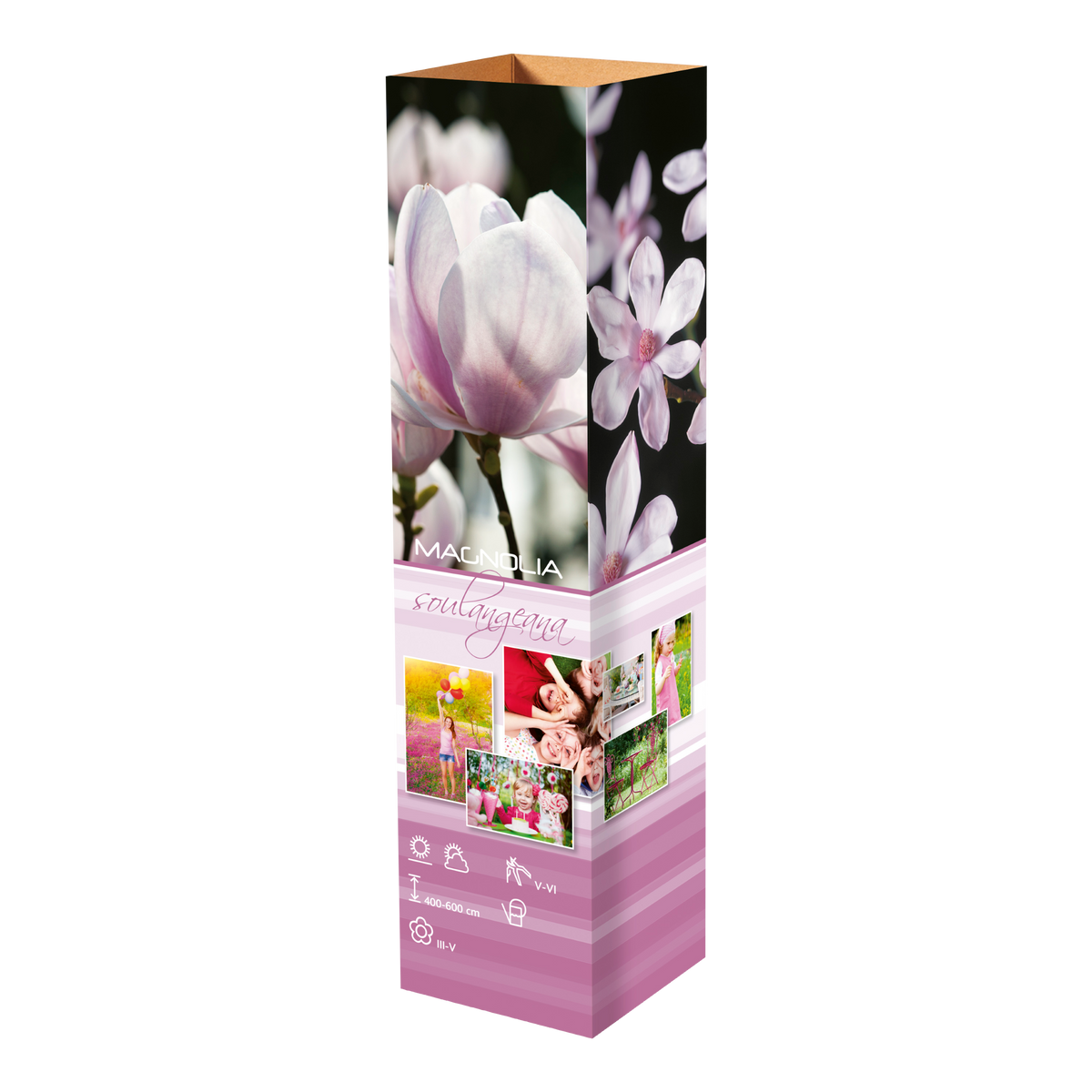 Lot de 6 magnolias Soulangeana - 30-38 cm