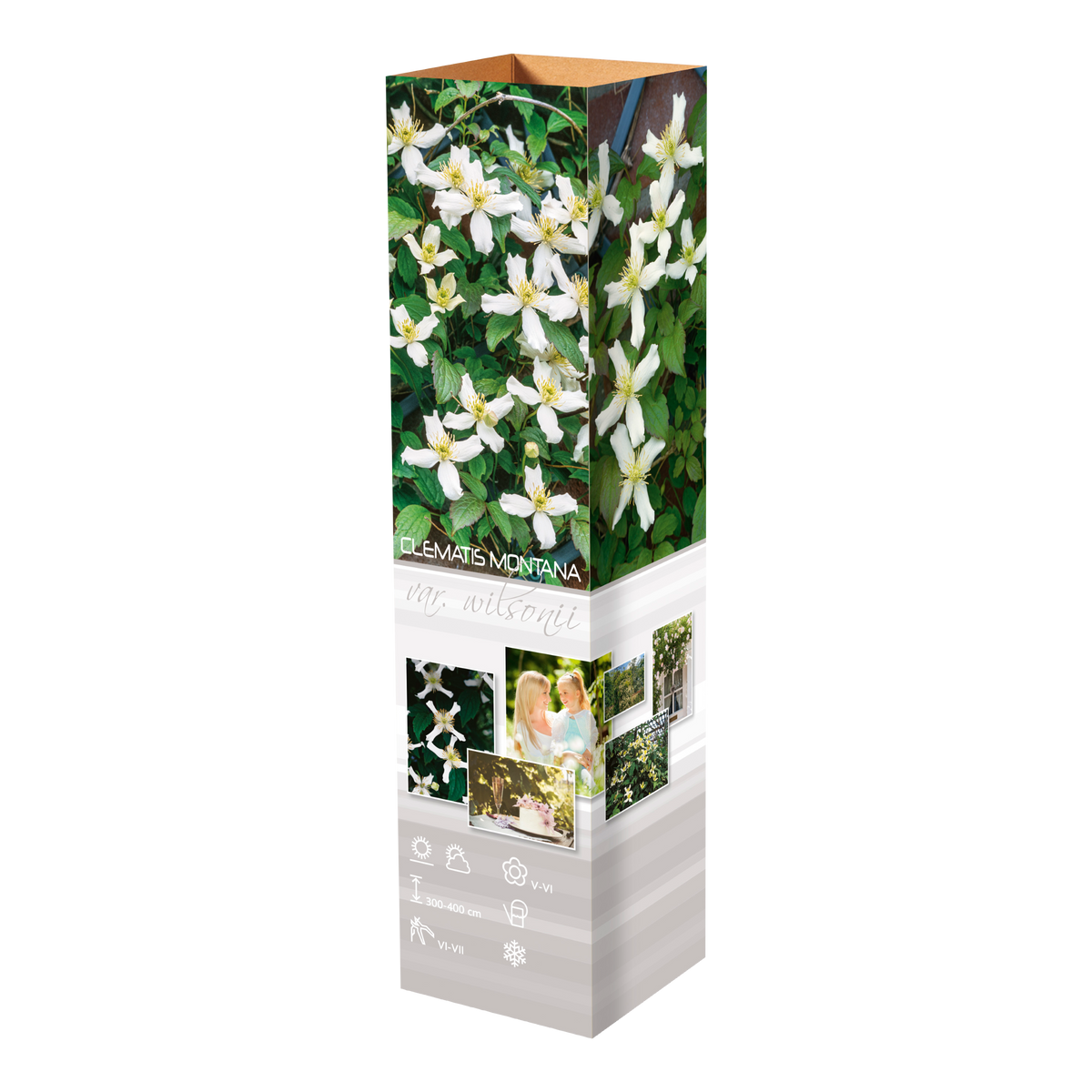 Lot de 3 clématites des montagnes blanches (Clematis Montana Wilsonii) - 30-38 cm