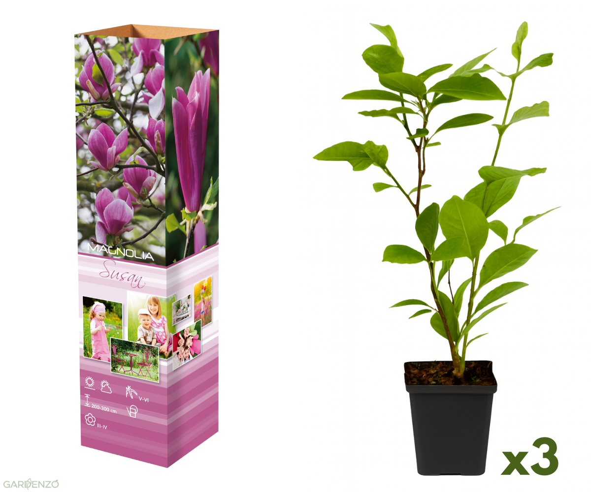 Lot de 3 magnolias Susan - 30-38 cm