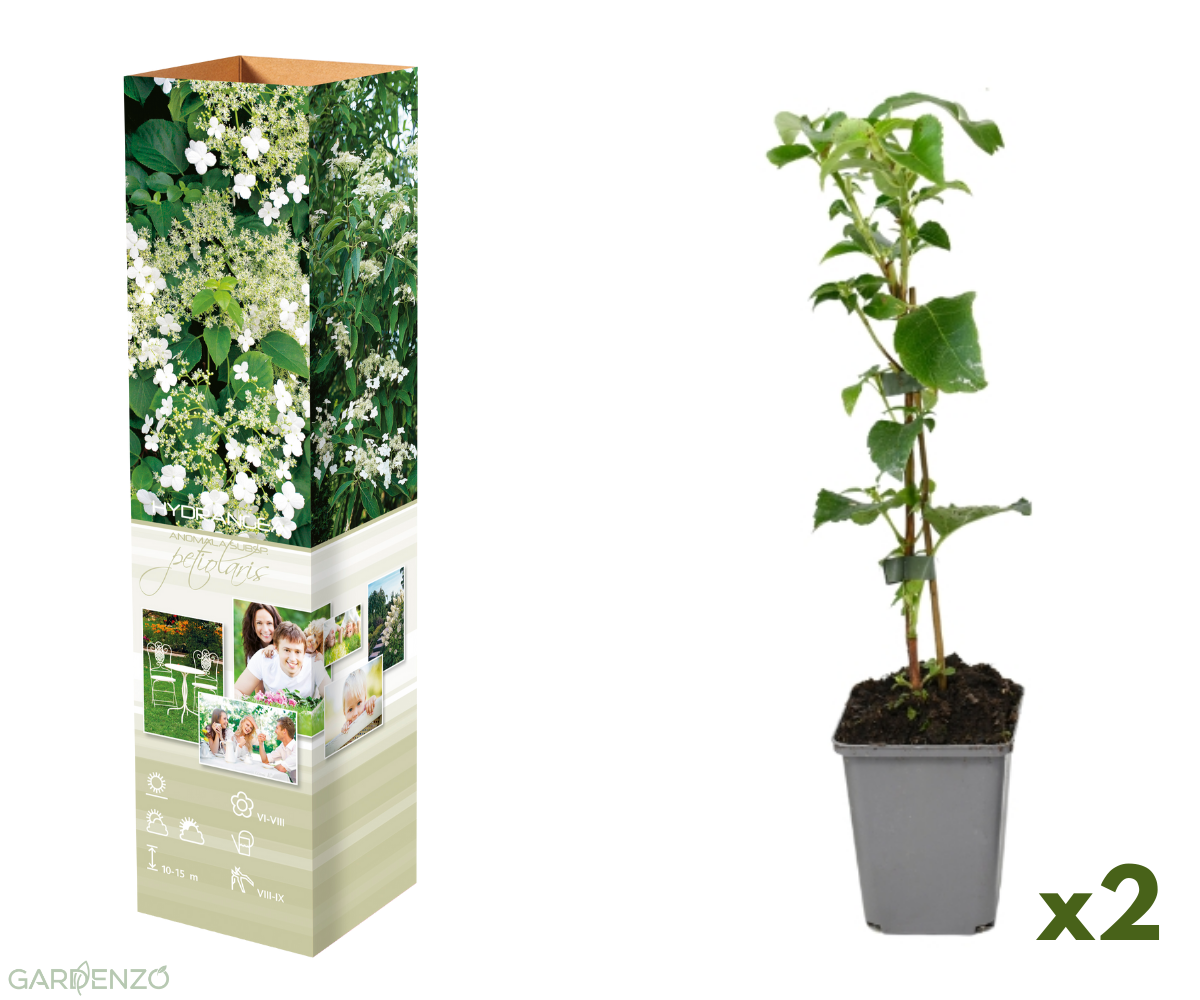 Lot de 2 hortensias grimpants - 30-38 cm