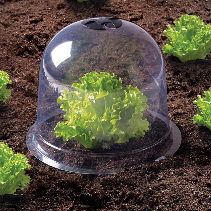 Cloches à salade - lot de 12