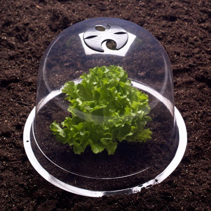 Cloches à salade - lot de 12