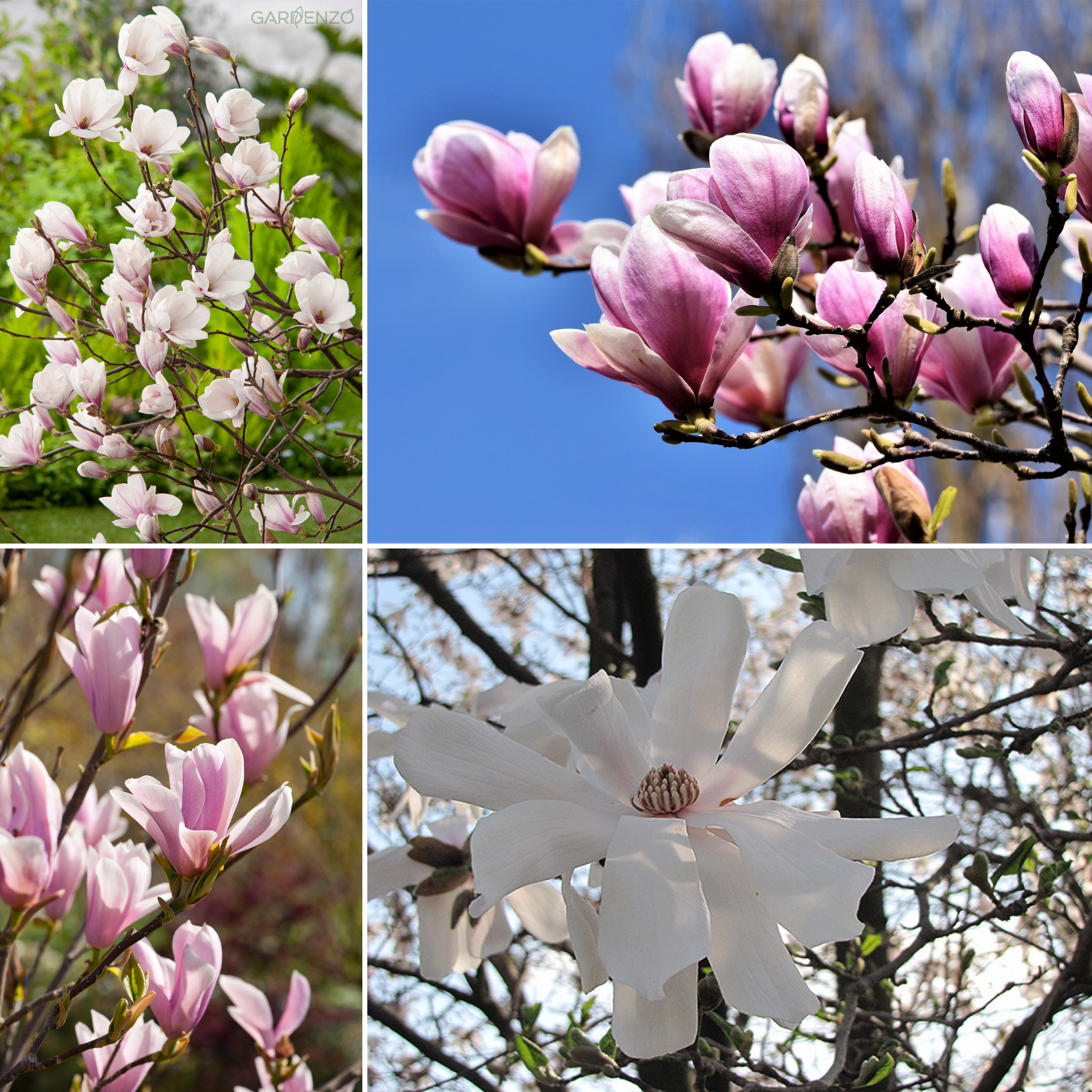 Lot de 3 magnolias : 1 magnolia Susan, 1 magnolia Soulangeana, 1 magnolia Stellata - 30-38 cm