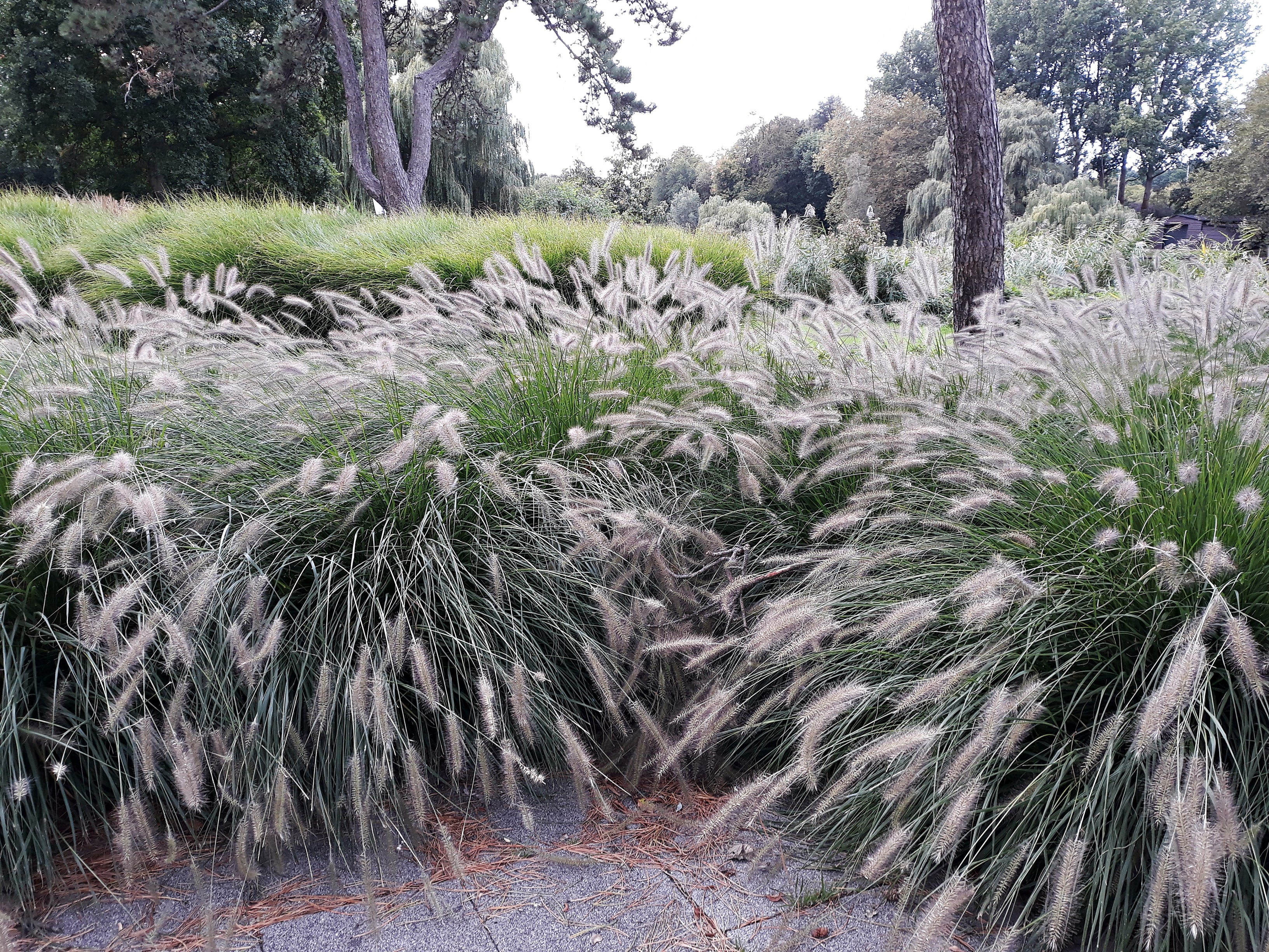 Lot de 8 graminées : 2 Stipa, 2 Pennisetum, 2 Imperata, 2 Festuca - 20-38 cm