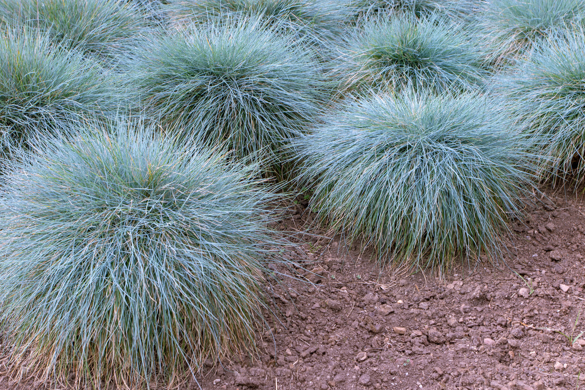 Lot de 8 graminées: 2 Pennisetum, 2 Liriopes, 2 Imperata, 2 Festuca,