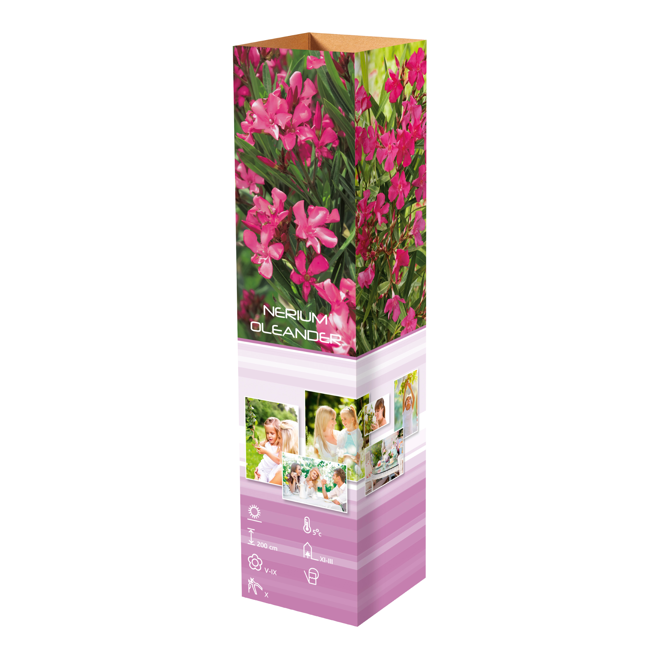 Lot de 2 lauriers roses - Fleurs roses 25-38 cm