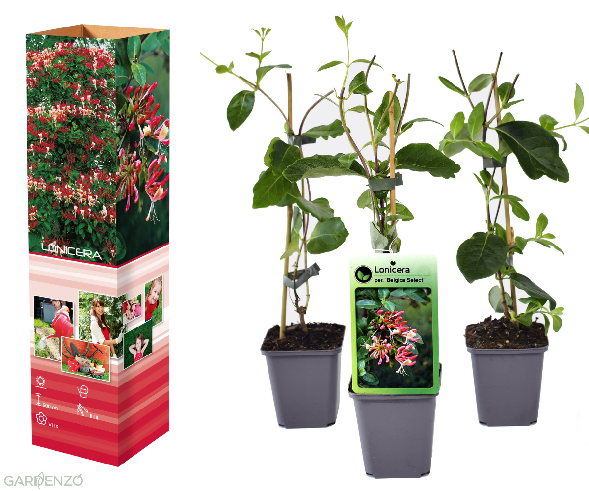 Lot de 3 chèvrefeuilles (Lonicera Periclymenum Belgica) - 30-38 cm