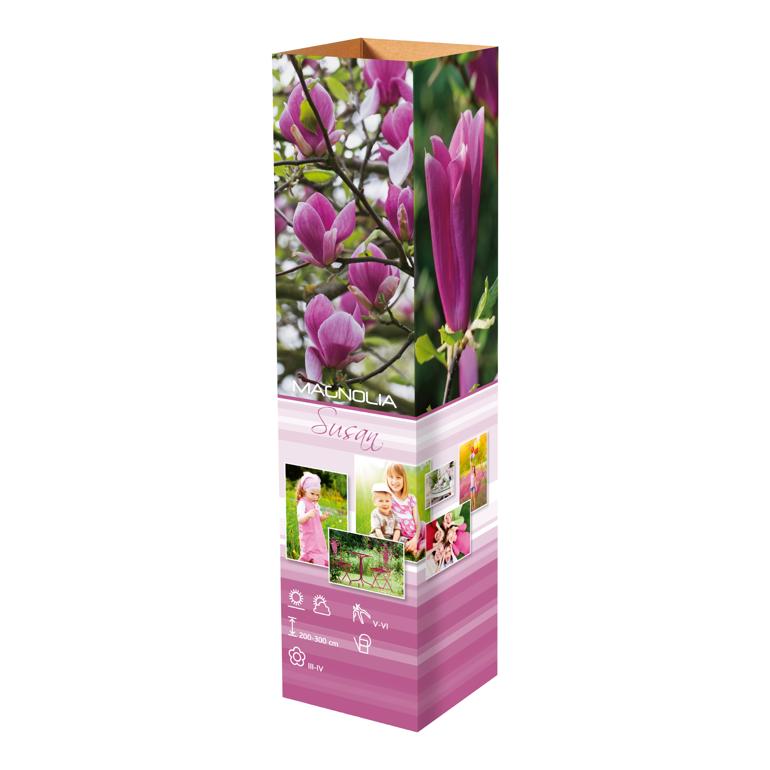 Lot de 3 magnolias Susan - 30-38 cm