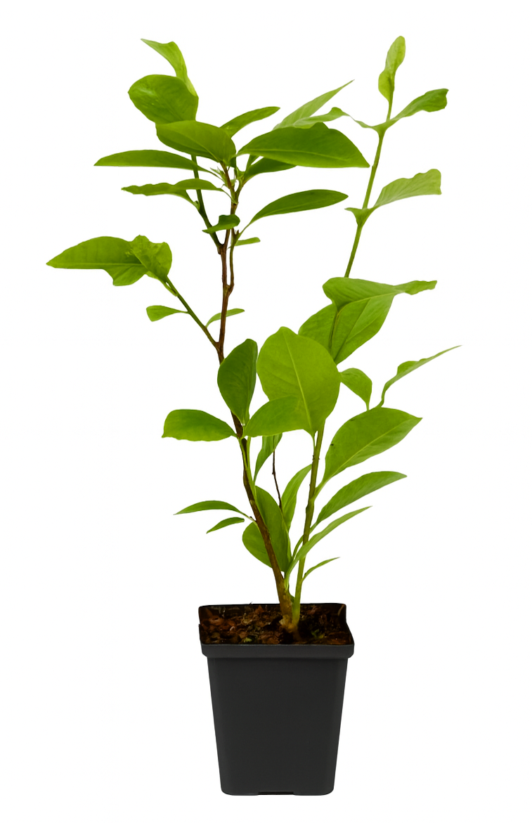 Lot de 6 magnolias : 2 magnolias Susan, 2 magnolias Soulangeana, 2 magnolias Stellata - 30-38 cm
