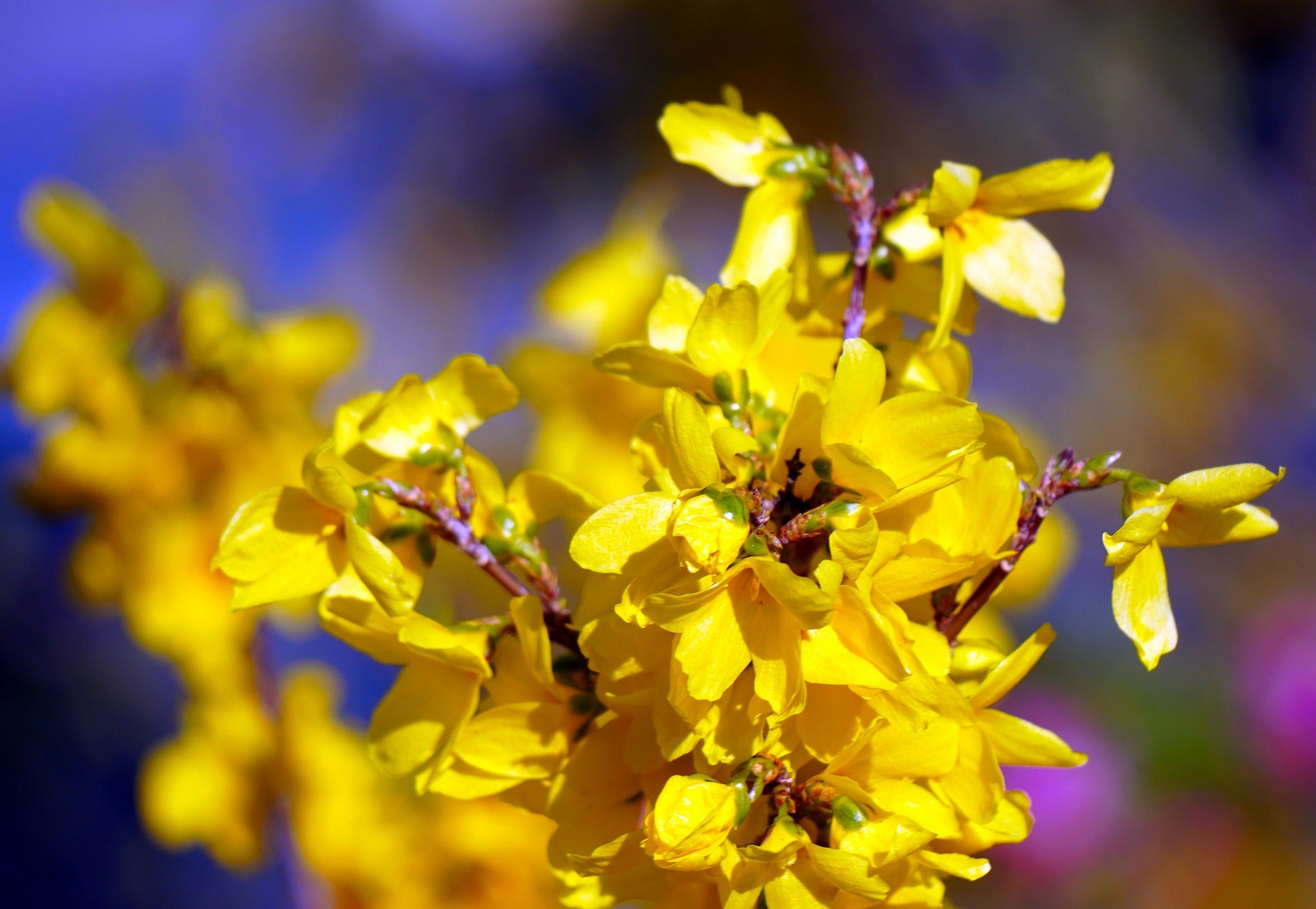Lot de 8 arbustes d'ornement, mélange coloré pour un jardin vivant : 2 Hibiscus, 2 Weigelia, 2 Deutzia, 2 Forsythia