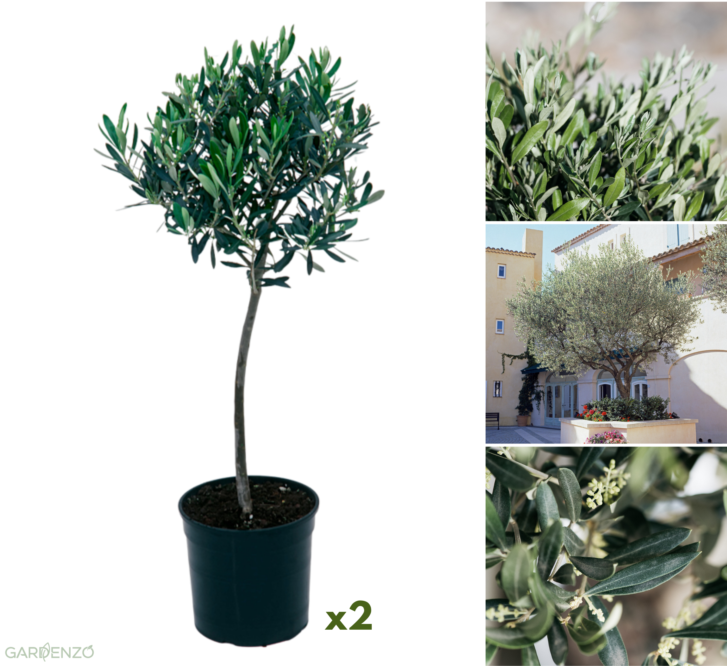 Lot de 2 oliviers taille XXL - 90–110 cm