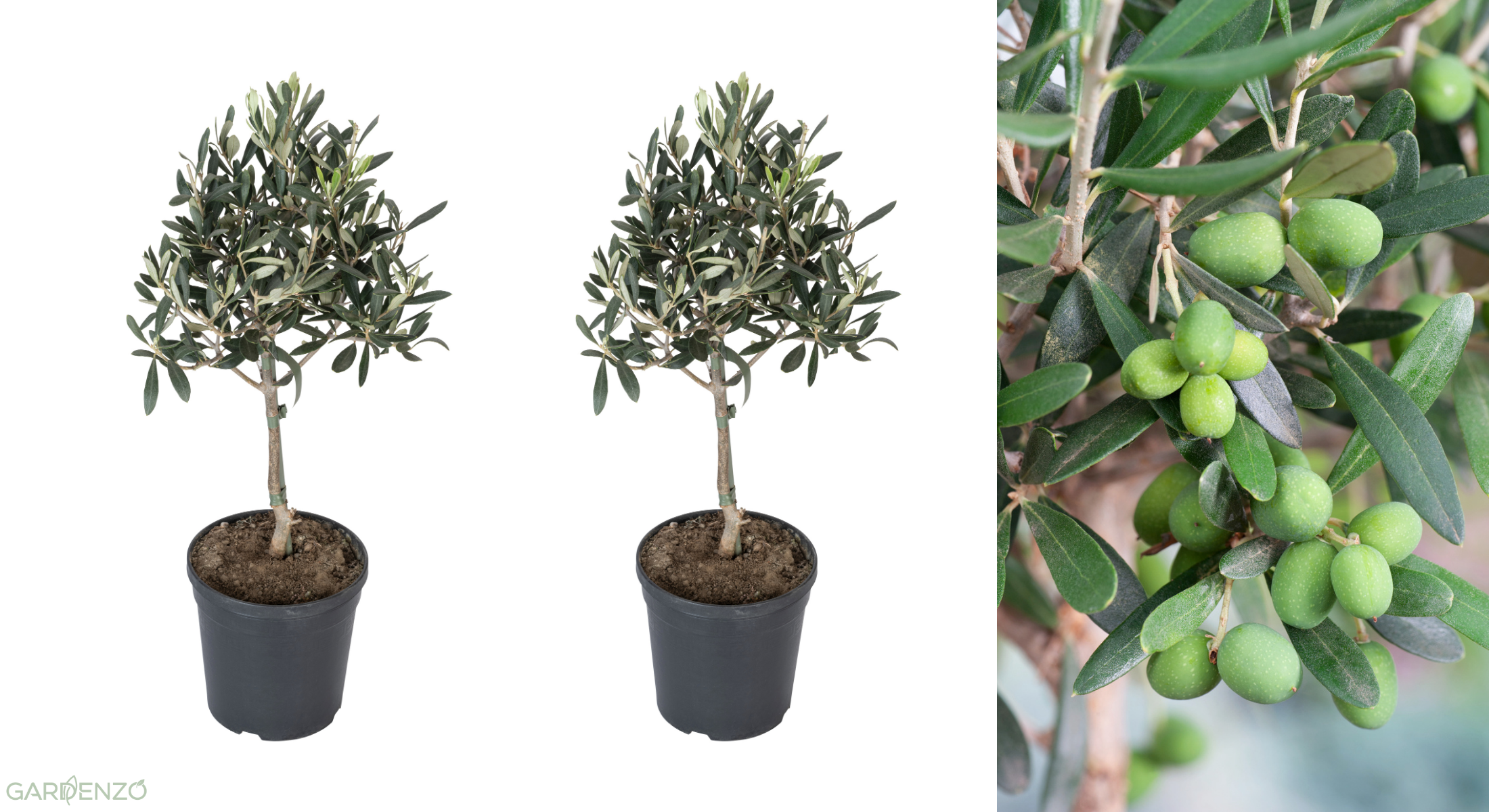 Lot de 2 oliviers taille moyenne - 50–70 cm