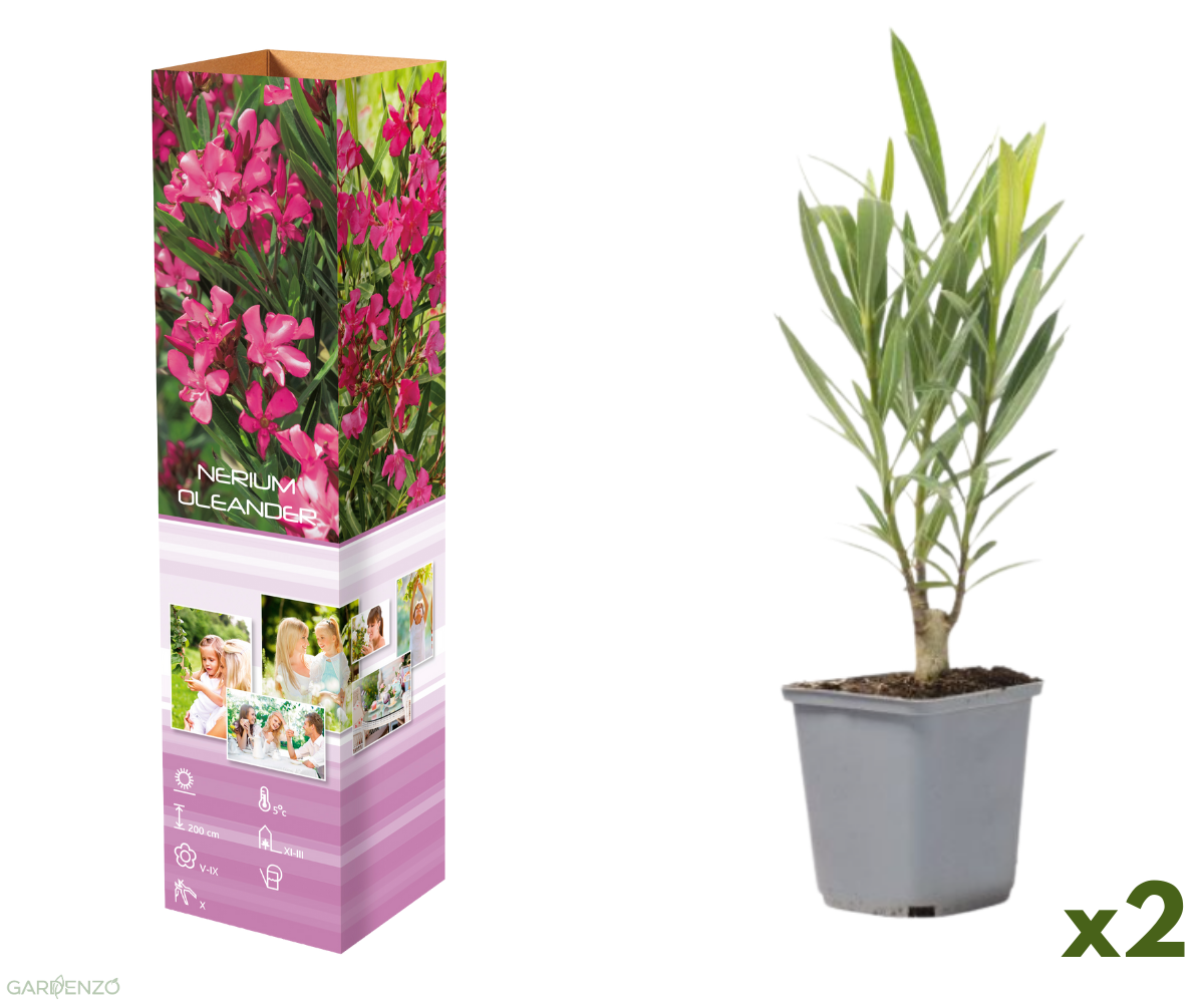 Lot de 2 lauriers roses - Fleurs roses 25-38 cm