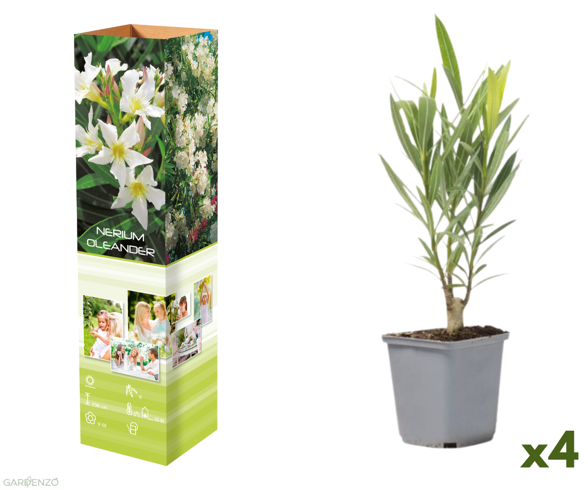 Lot de 4 lauriers roses - Fleurs blanches 25-38 cm