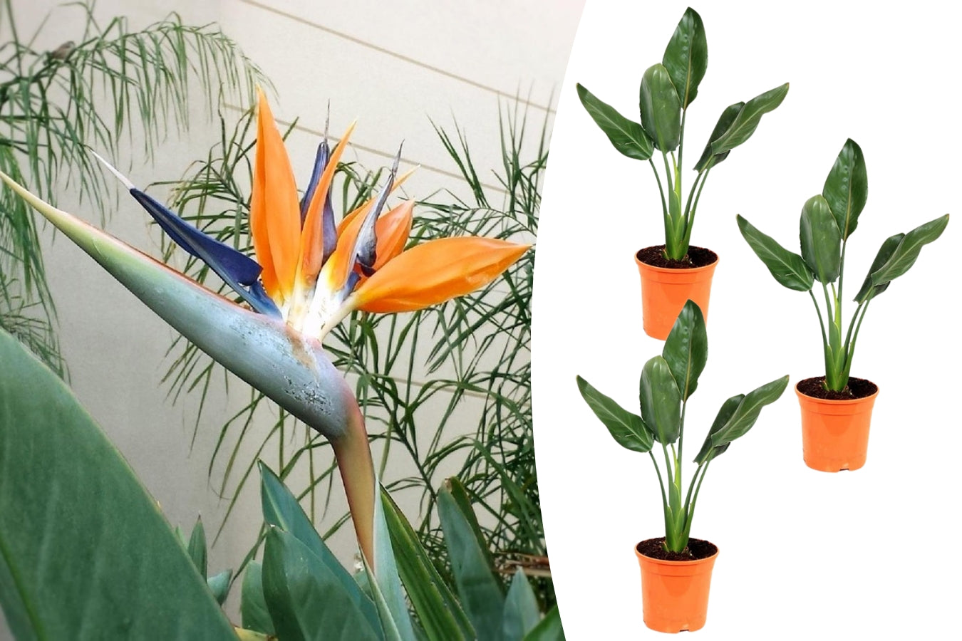 Lot de 3 Strelitzia Reginae
