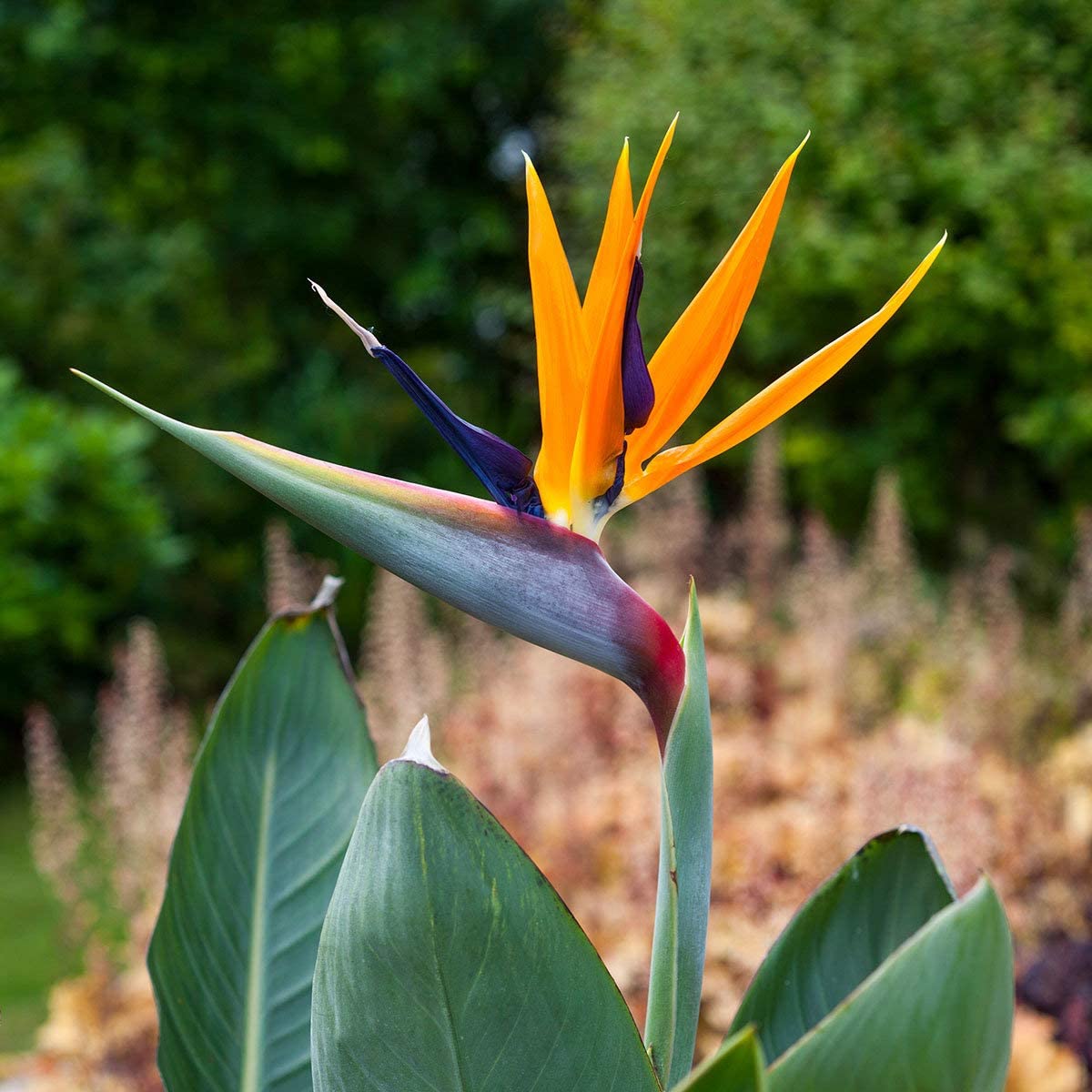 Lot de 6 Strelitzia Reginae Fleurs du Paradis - 25-38 cm