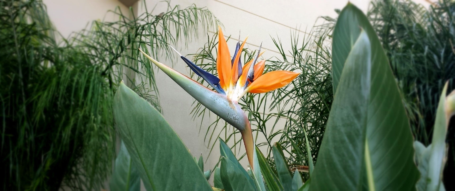 Lot de 3 Strelitzia Reginae