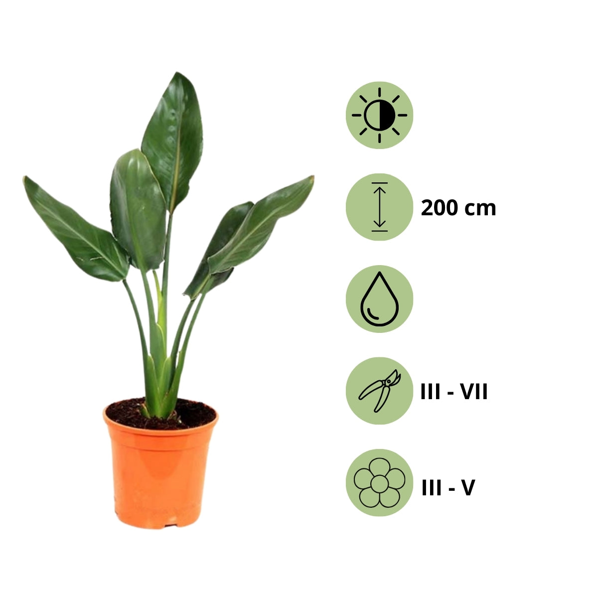 Lot de 3 Strelitzia Reginae