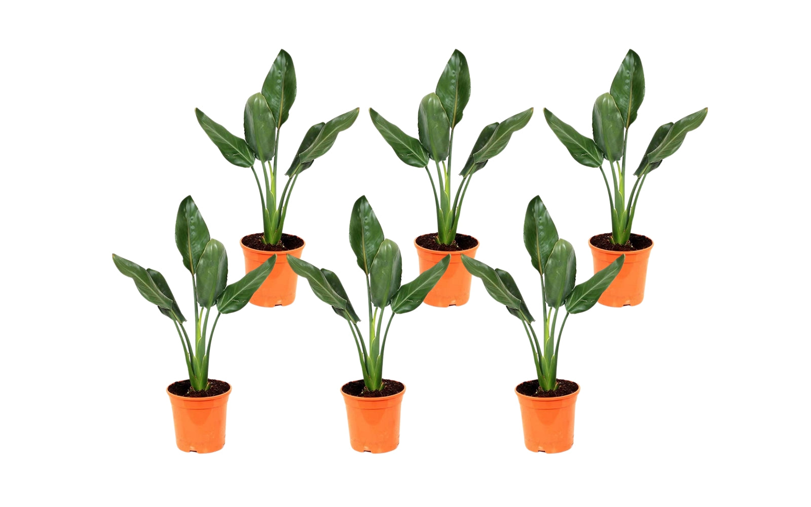 Lot de 6 Strelitzia Reginae Fleurs du Paradis - 25-38 cm