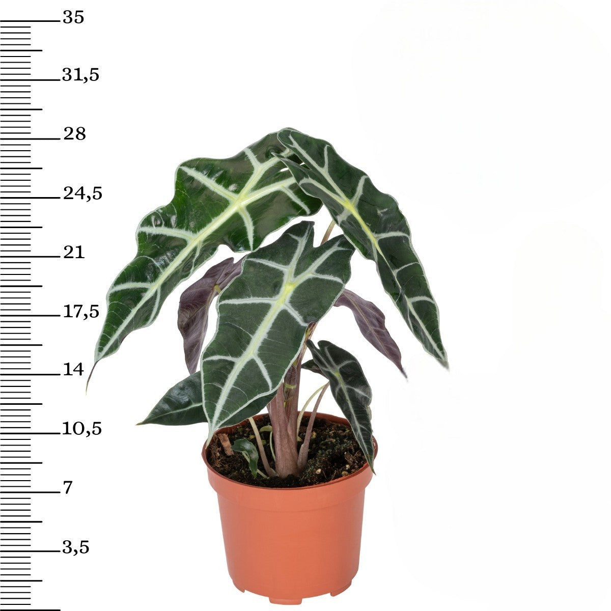 Mix exotique de 4 plantes d'intérieur (1x Alocasia 'Polly', 1x Maranta Kerchoveana, 1x Musa Oriental Dwarf, 1x Peperomia Lilian) 20-30 cm