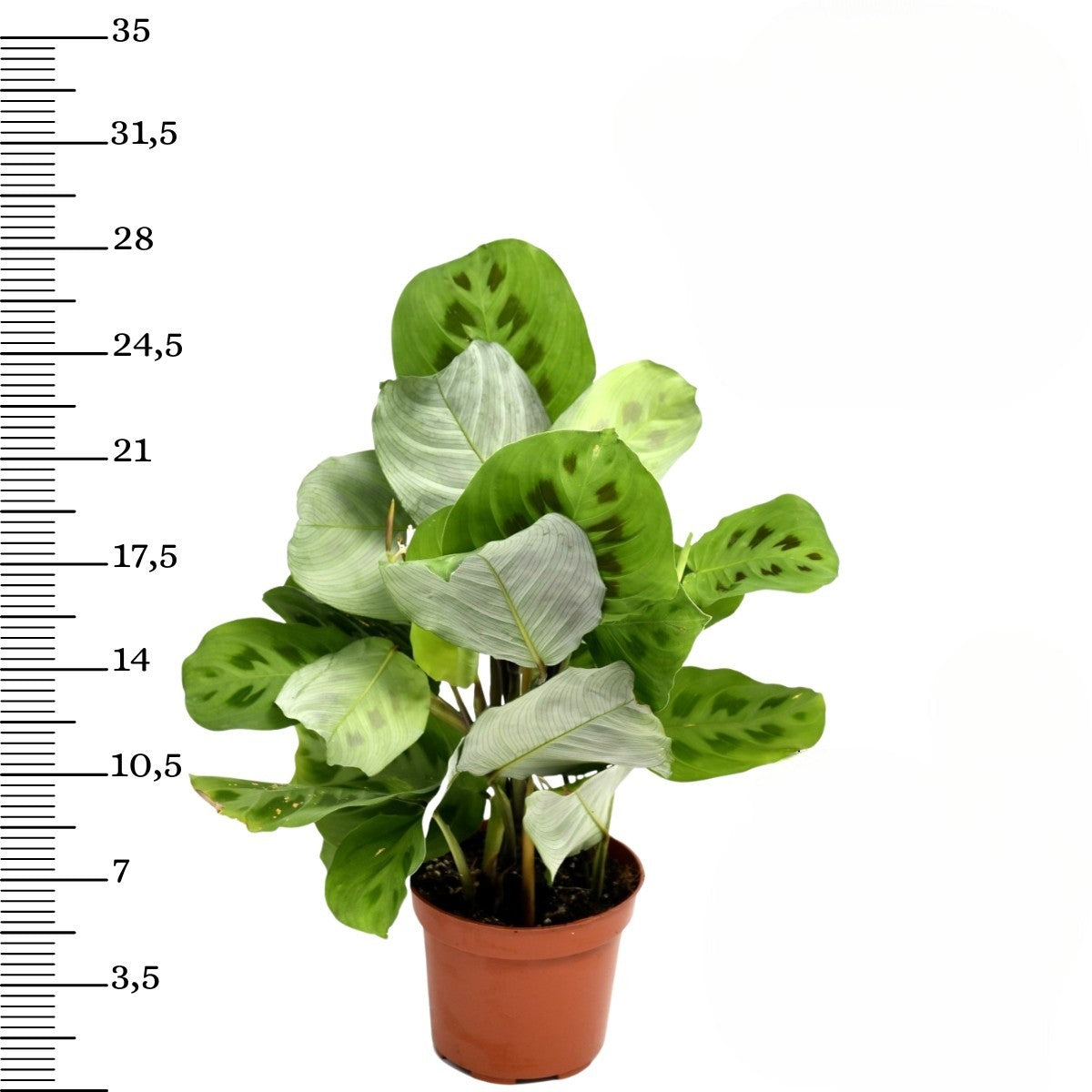 Mix exotique de 4 plantes d'intérieur (1x Alocasia 'Polly', 1x Maranta Kerchoveana, 1x Musa Oriental Dwarf, 1x Peperomia Lilian) 20-30 cm