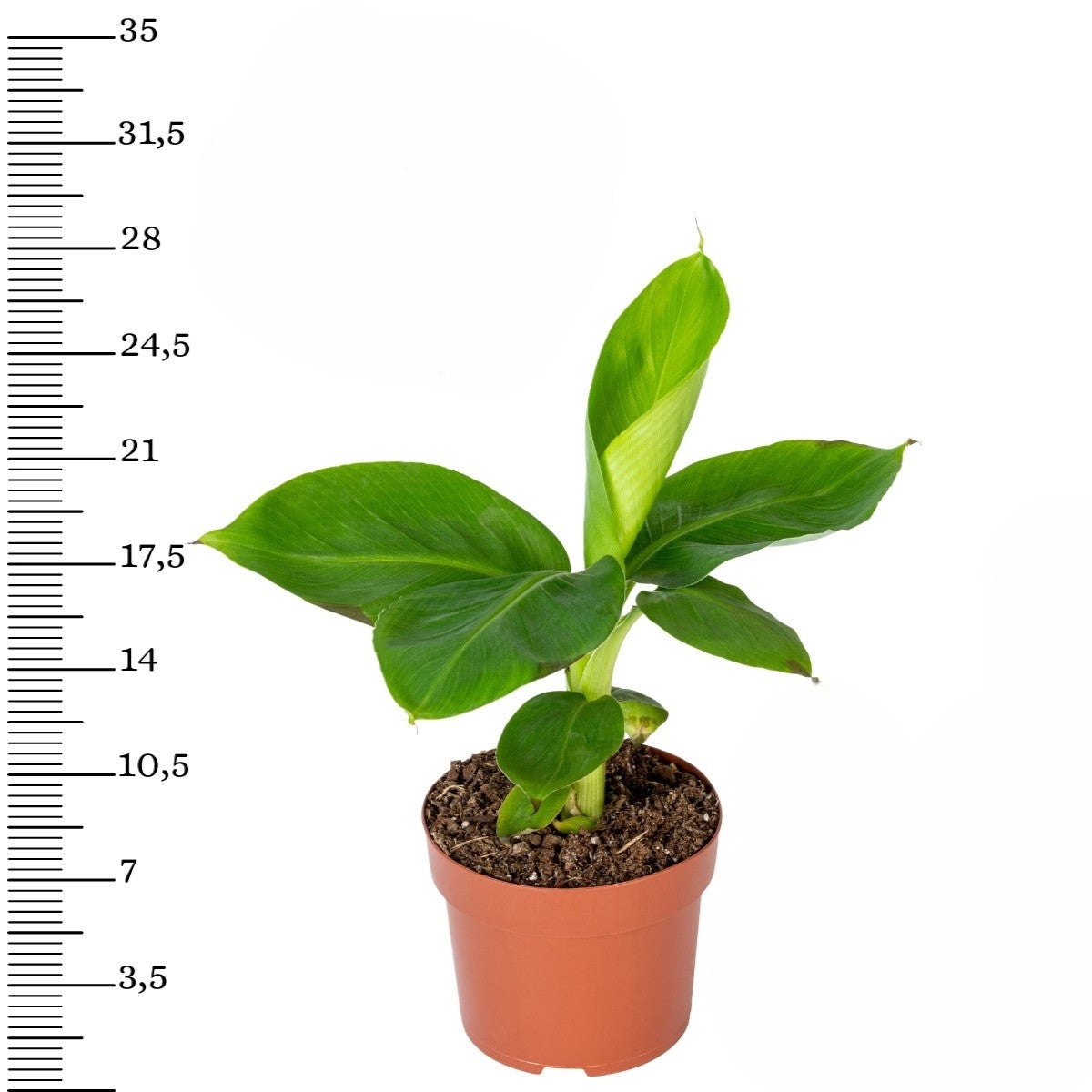 Mix exotique de 4 plantes d'intérieur (1x Alocasia 'Polly', 1x Maranta Kerchoveana, 1x Musa Oriental Dwarf, 1x Peperomia Lilian) 20-30 cm