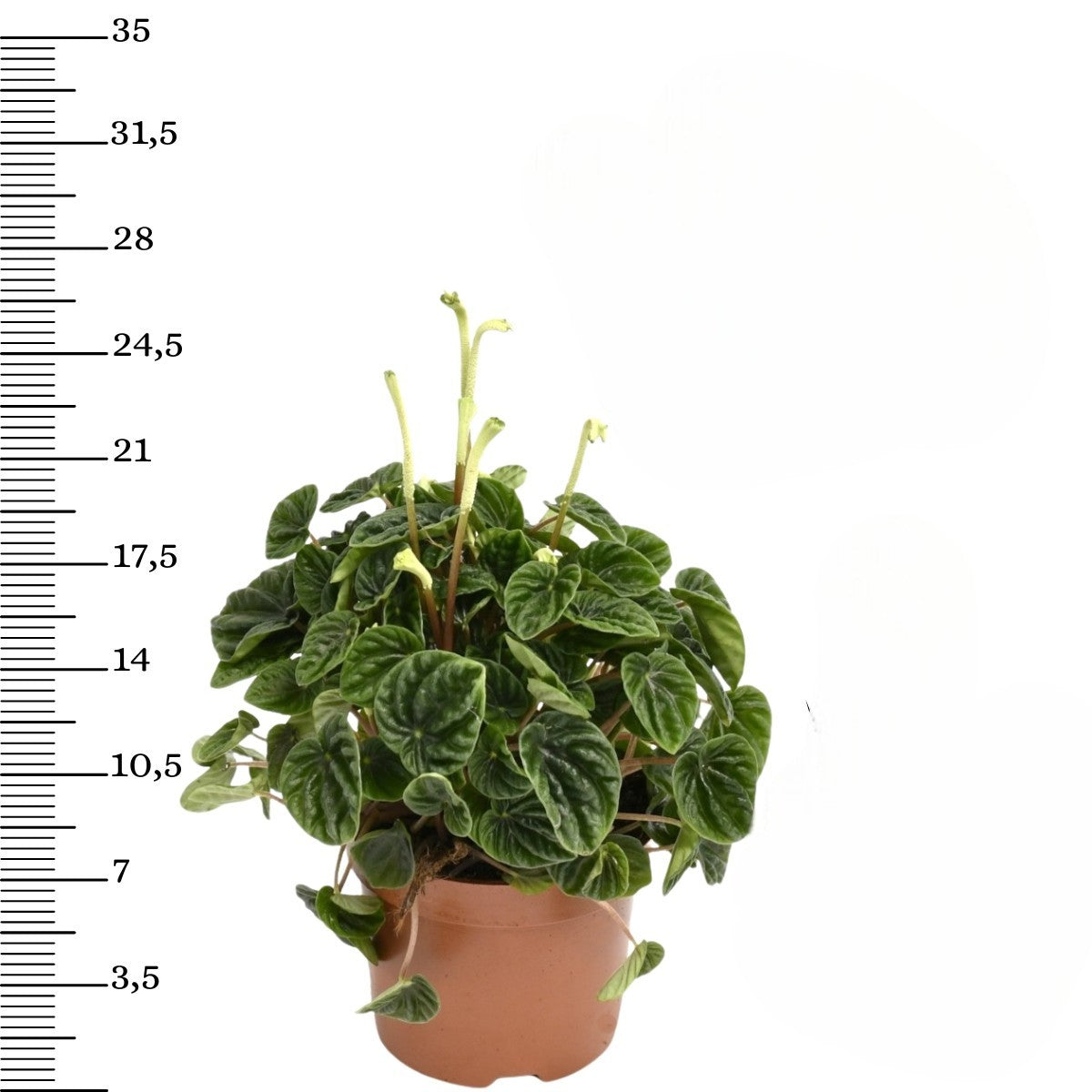 Mix exotique de 4 plantes d'intérieur (1x Alocasia 'Polly', 1x Maranta Kerchoveana, 1x Musa Oriental Dwarf, 1x Peperomia Lilian) 20-30 cm