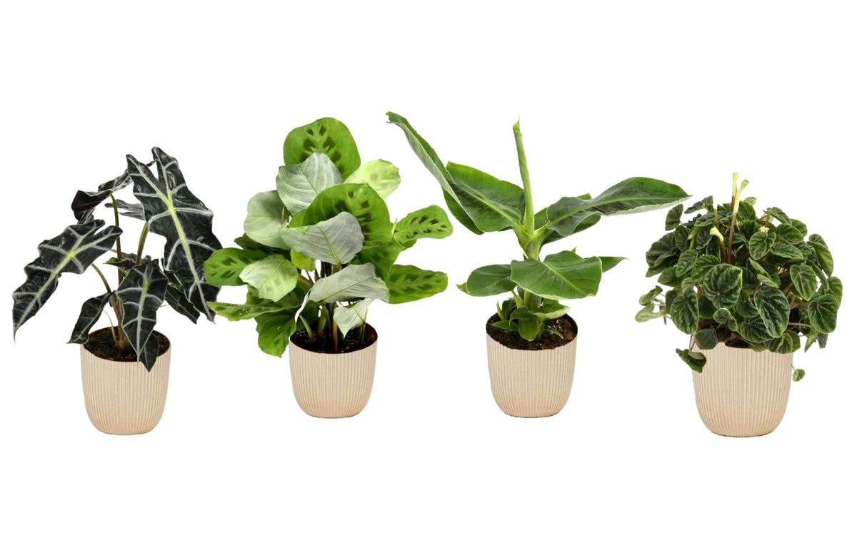Mix exotique de 4 plantes d'intérieur (1x Alocasia 'Polly', 1x Maranta Kerchoveana, 1x Musa Oriental Dwarf, 1x Peperomia Lilian) 20-30 cm