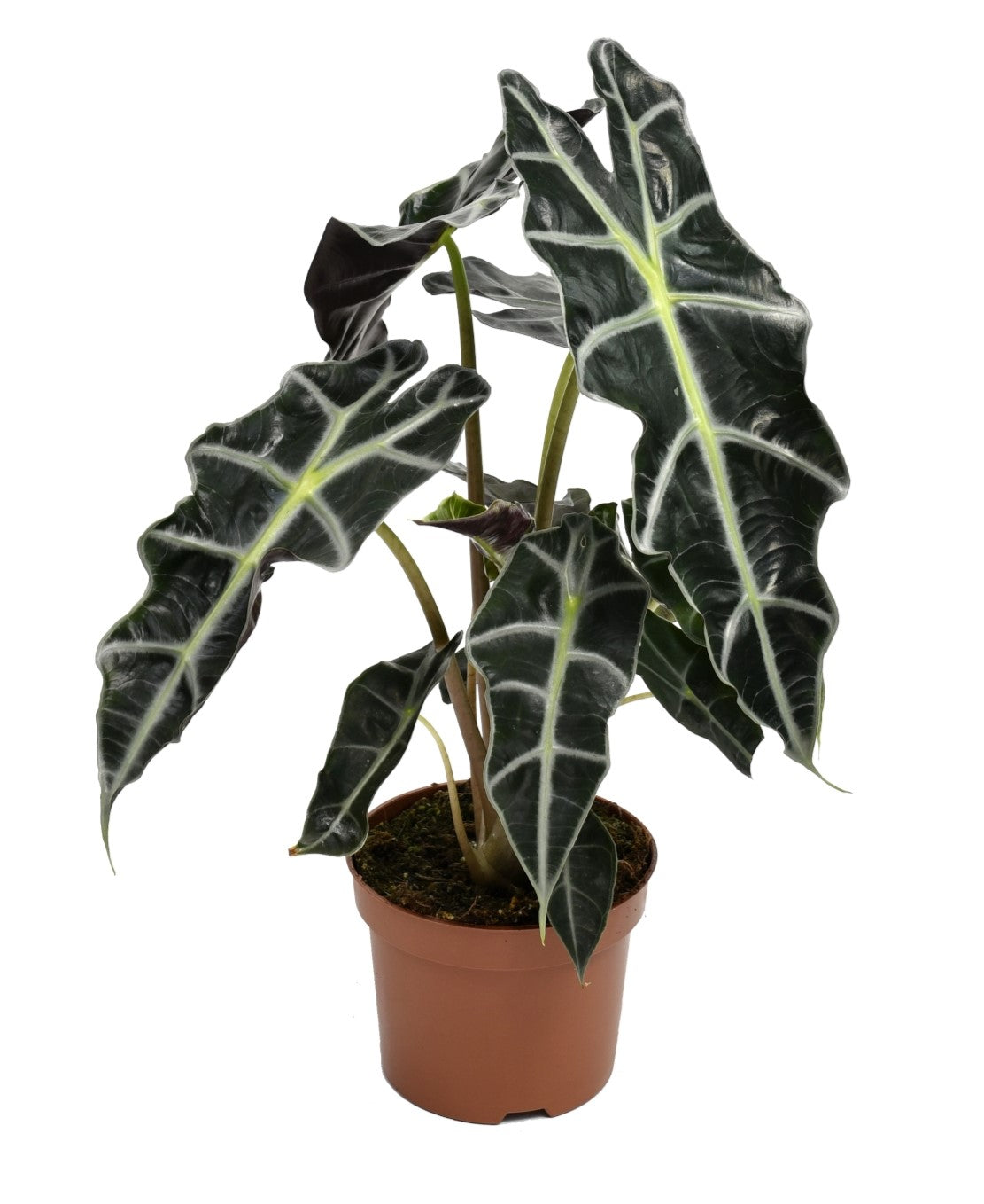 Mix exotique de 4 plantes d'intérieur (1x Alocasia 'Polly', 1x Maranta Kerchoveana, 1x Musa Oriental Dwarf, 1x Peperomia Lilian) 20-30 cm