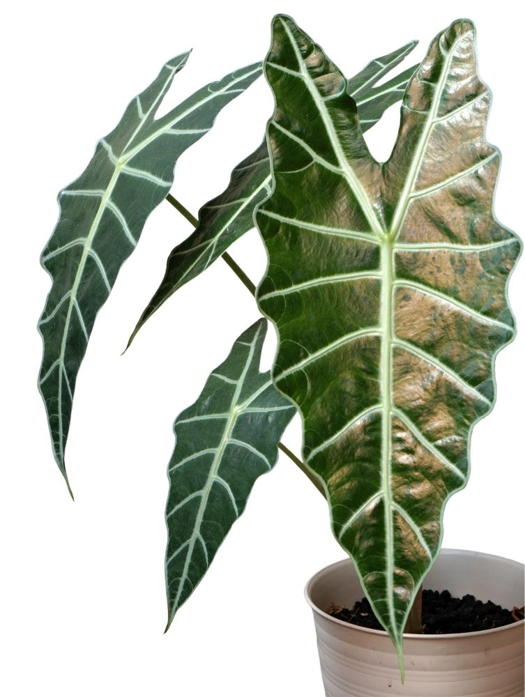 Mix exotique de 4 plantes d'intérieur (1x Alocasia 'Polly', 1x Maranta Kerchoveana, 1x Musa Oriental Dwarf, 1x Peperomia Lilian) 20-30 cm