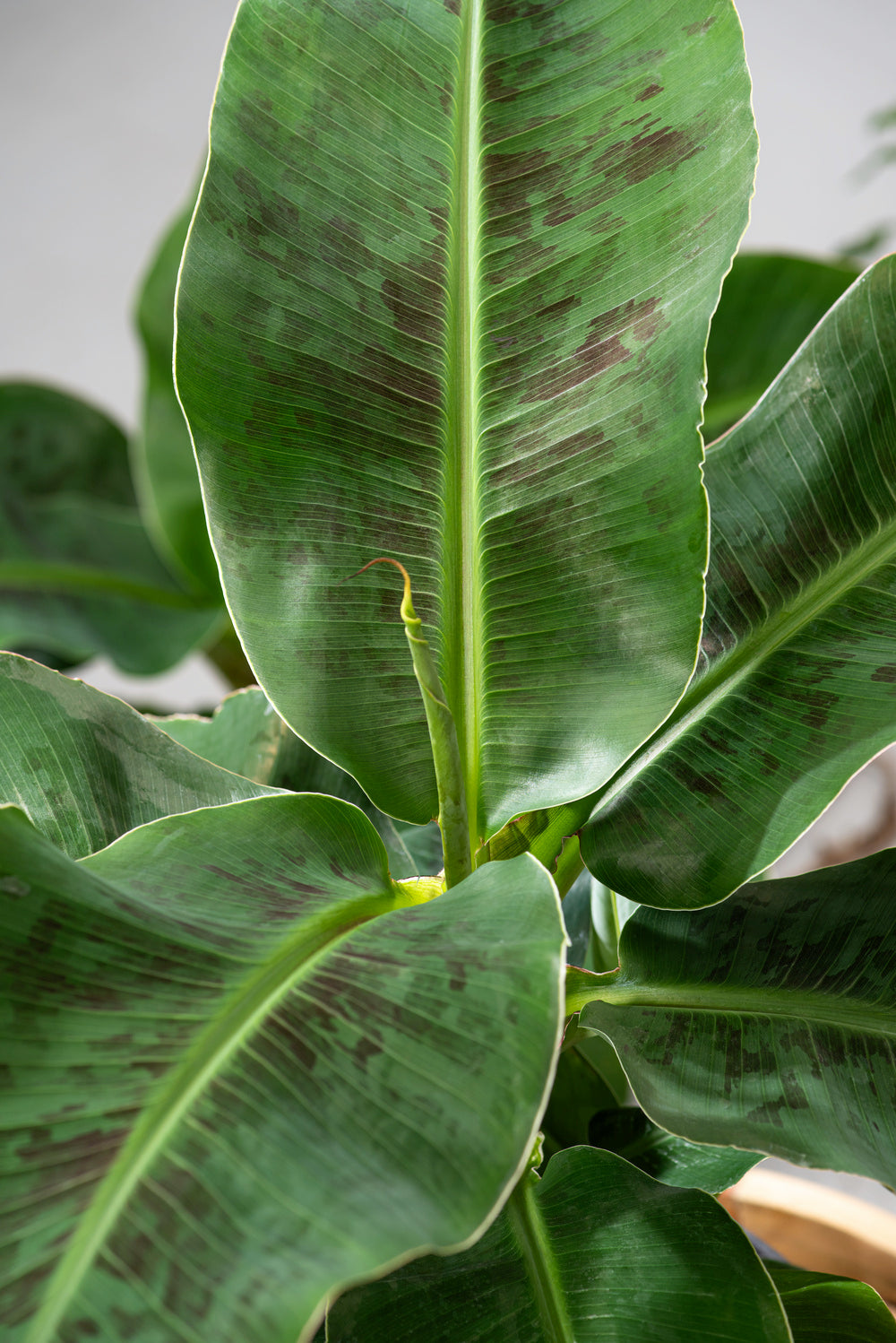 Mix exotique de 4 plantes d'intérieur (1x Alocasia 'Polly', 1x Maranta Kerchoveana, 1x Musa Oriental Dwarf, 1x Peperomia Lilian) 20-30 cm