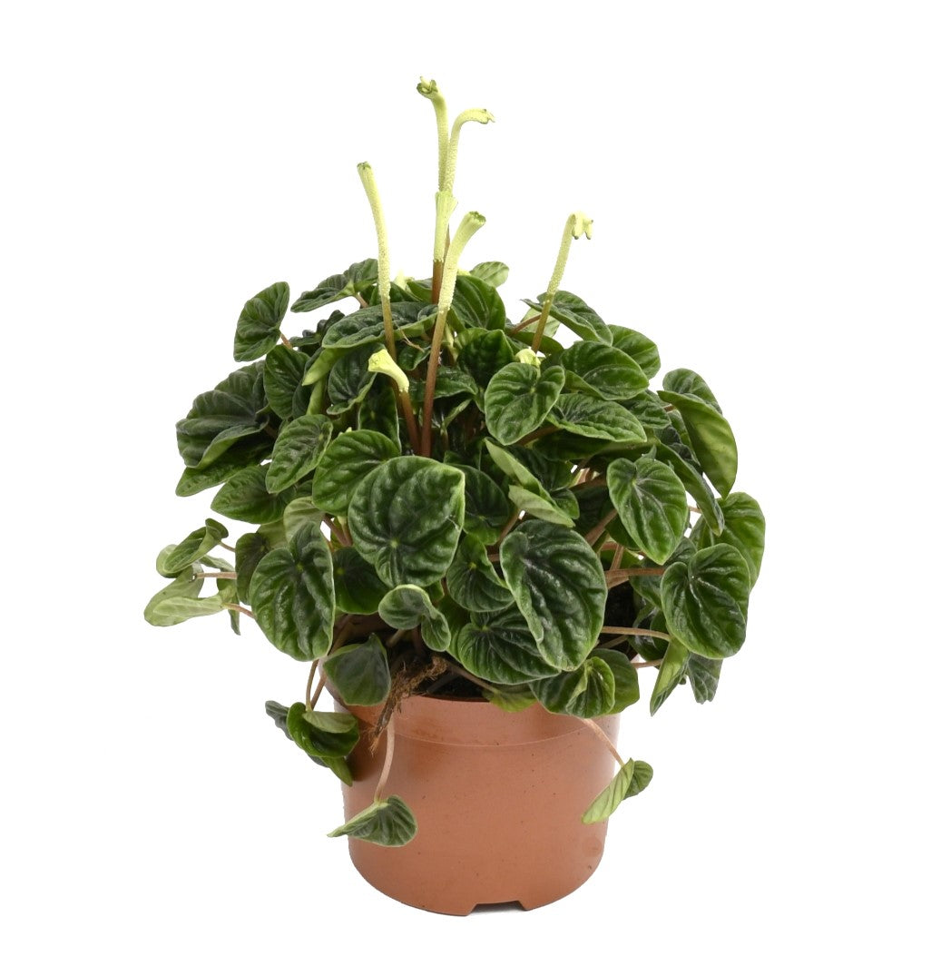Mix exotique de 4 plantes d'intérieur (1x Alocasia 'Polly', 1x Maranta Kerchoveana, 1x Musa Oriental Dwarf, 1x Peperomia Lilian) 20-30 cm