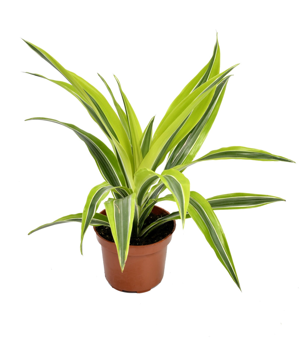 Mix de 4 plantes d'intérieur Tendance (1x Croton Sunny Star, 1x Ficus Natasja, 1x Dracaena Lemon Lime, 1x Dieffenbachia Camilla) 20-30 cm