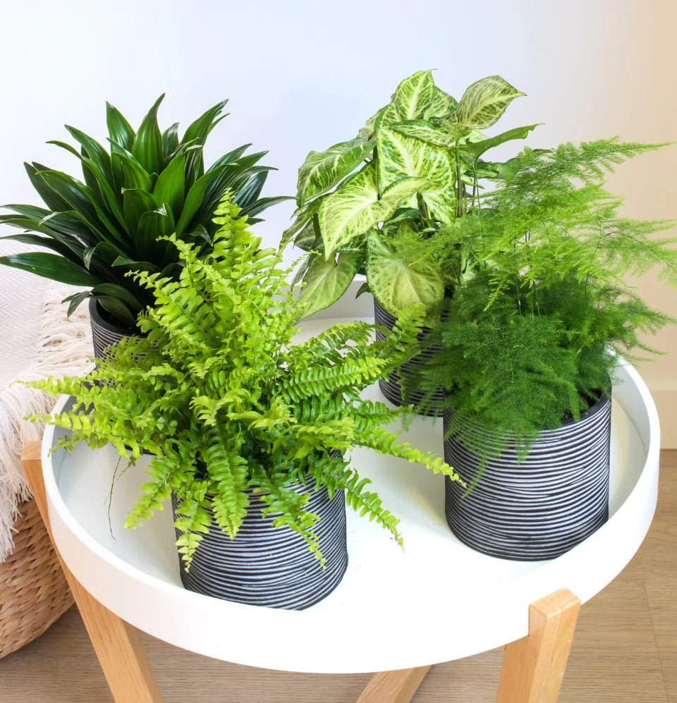 Mix premium de 4 plantes d'intérieur (1x Asparagus Plumosus, 1x Dracaena 'Compacta', 1x Syngonium Arrow, 1x Nephrolepis Boston) 20-30 cm