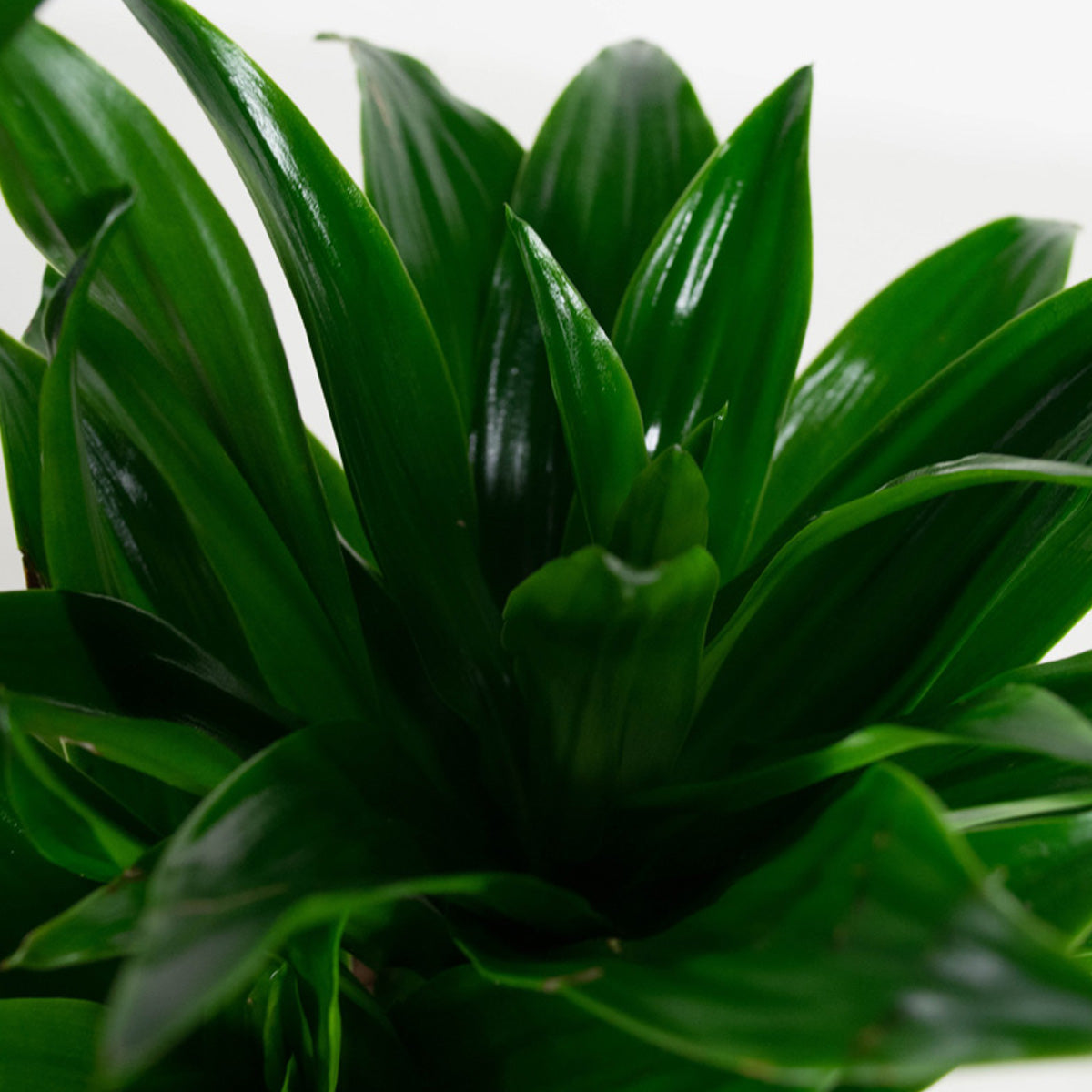 Ensemble de 5 plantes d'intérieur purificatrices d'air (1x Dracaena Compacta, 1x Ficus elastica Robusta, 1x Syngonium Arrow, 1x Spathiphyllum Korto, 1x Asplenium Antiquum) 25-45 cm