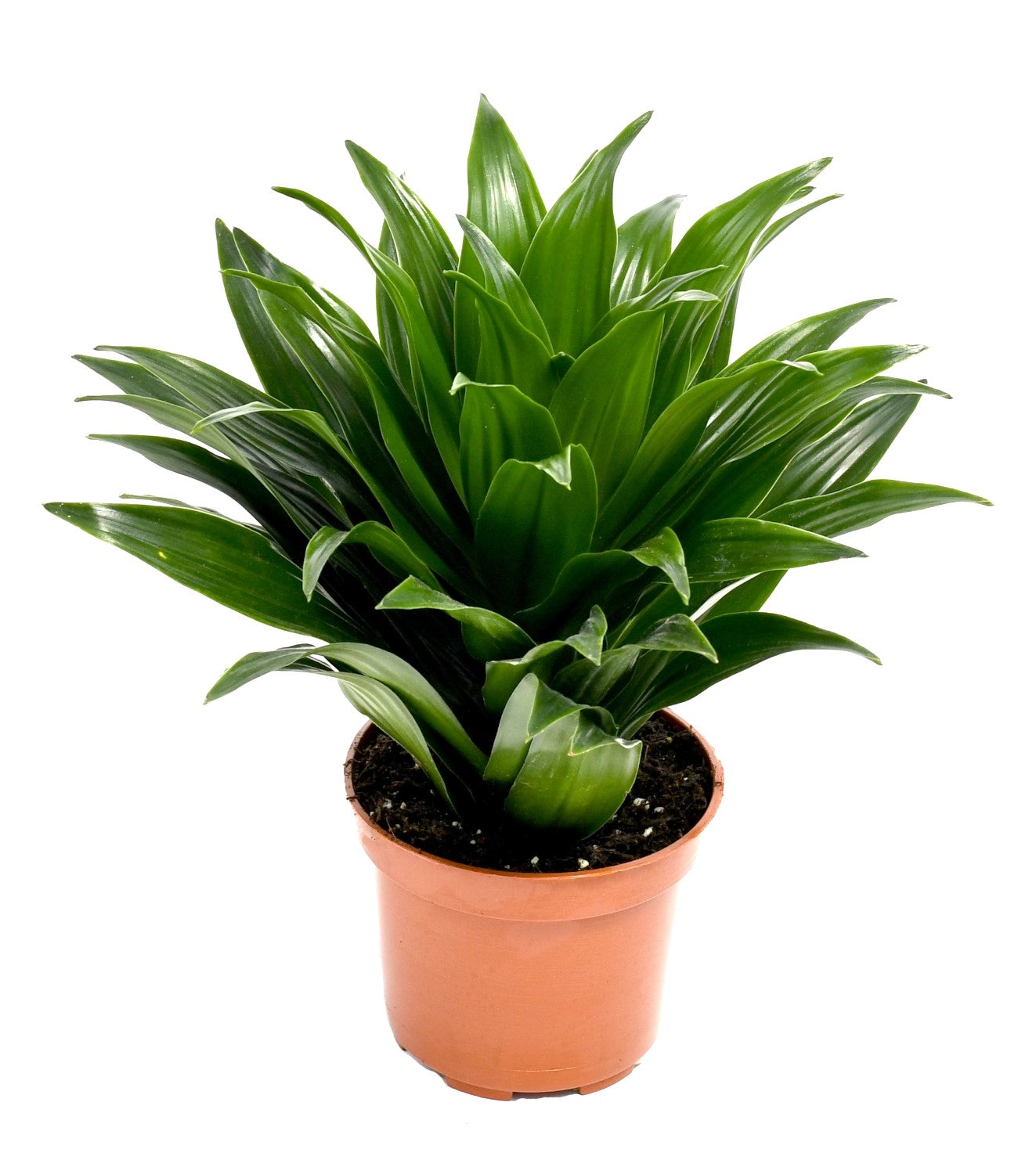 Mix de 4 Plantes tropicales d'intérieur (1x Musa Oriental Dwarf, 1x Chamadorea Elegans, 1x Dracaena Compacta, 1x Coffea Arabica) 25-50 cm