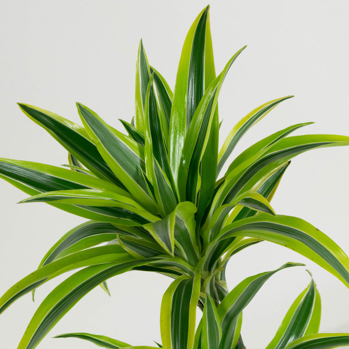 Lot de 4 Dragonniers (2x Dracaena 'Lemon Lime', 2x Dracaena 'Compacta') 25-35 cm